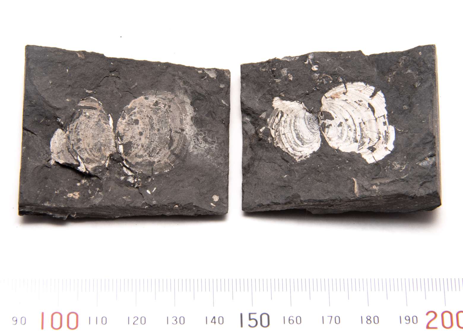 Astartella concentrica, specimen CG-0104