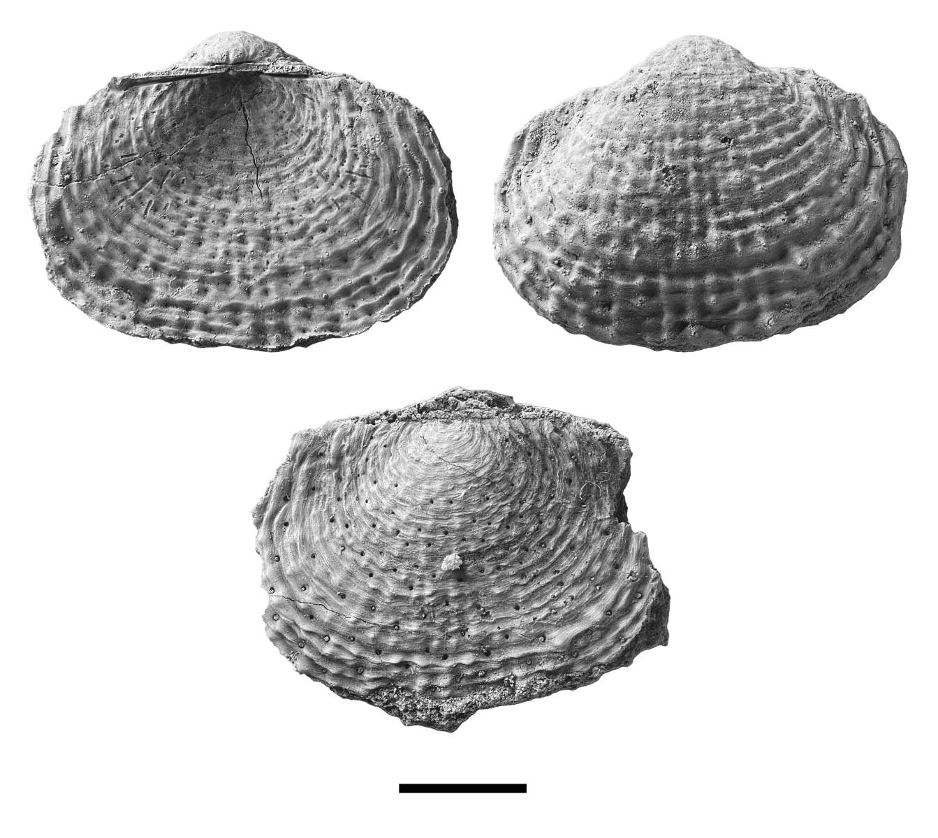 Pulchratia sp., specimen CG-0105