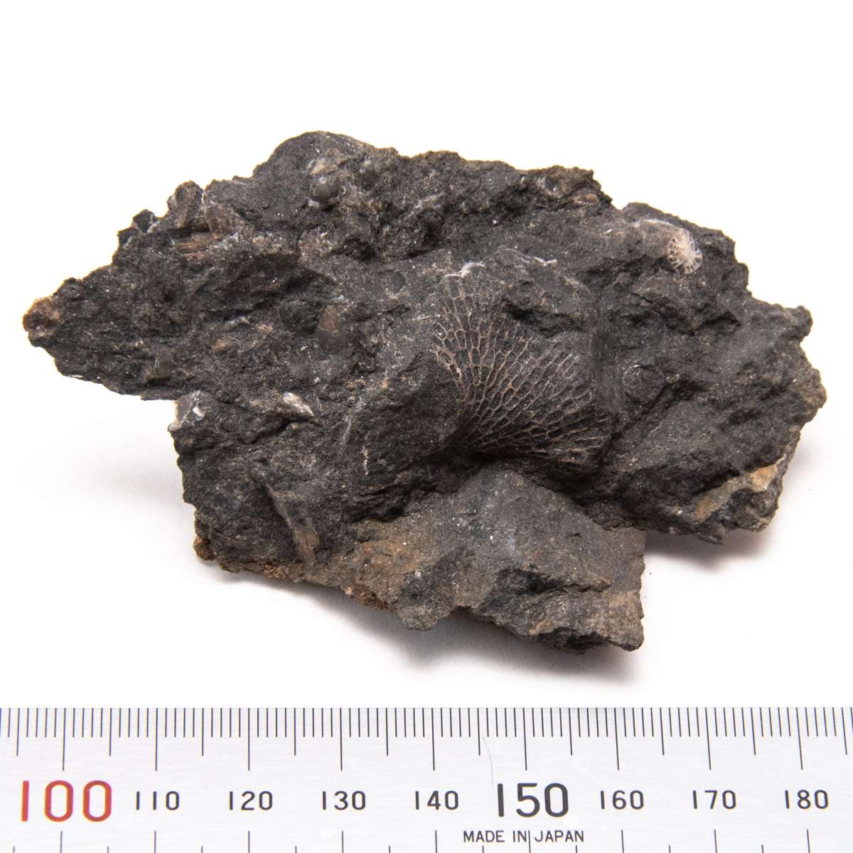 Fenestella sp., specimen CG-0011