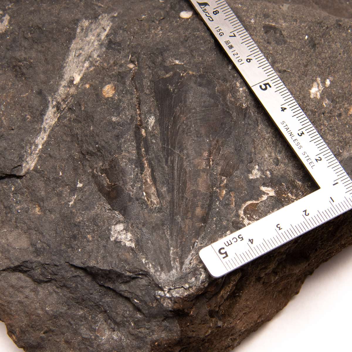 Allopinna godleskya, specimen CG-0112