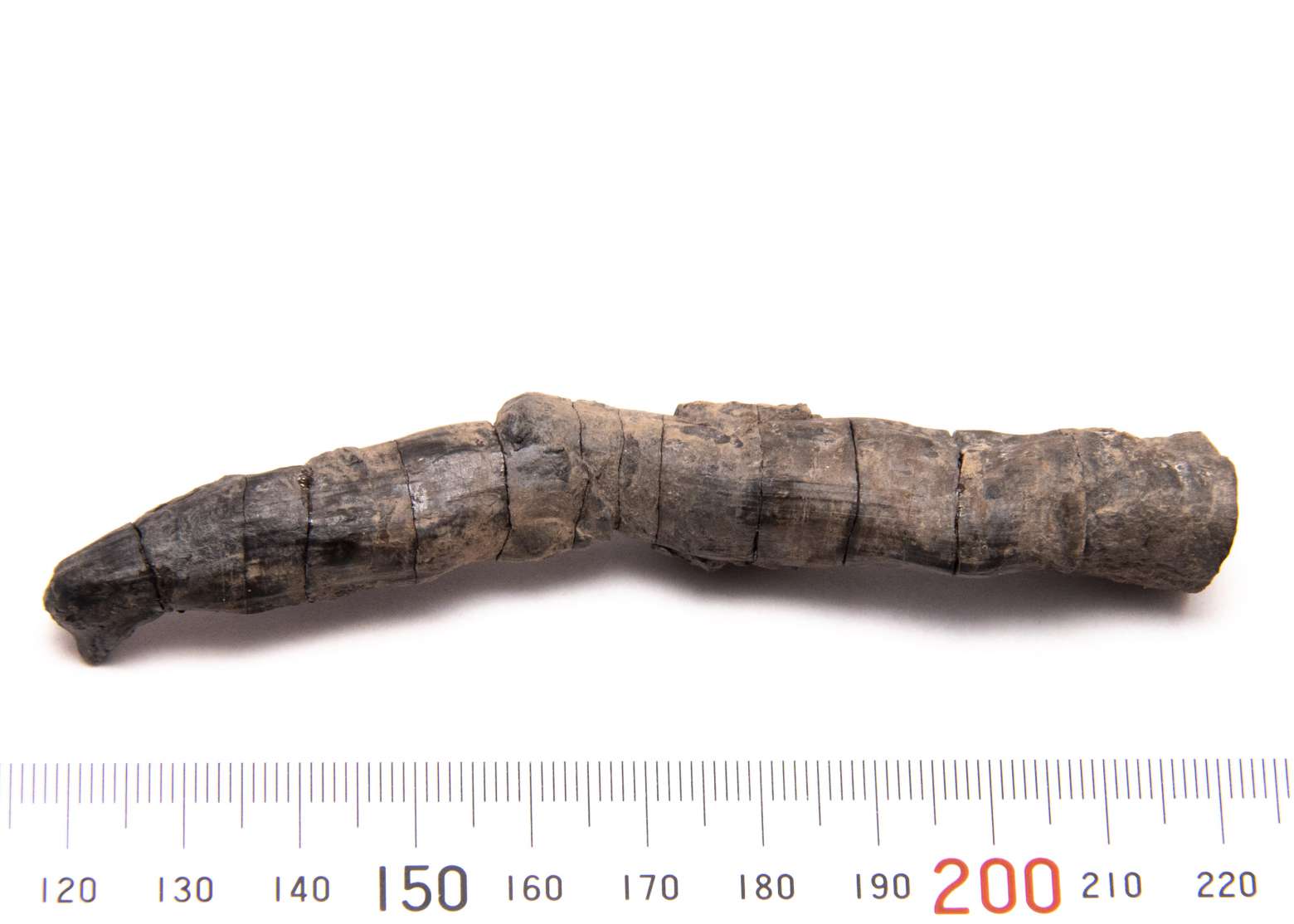 Plantae (kingdom), specimen CG-0152