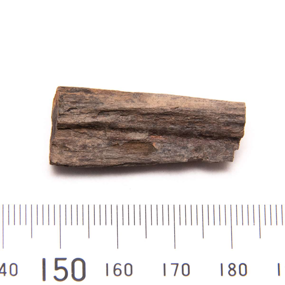 Plantae (kingdom), specimen CG-0153