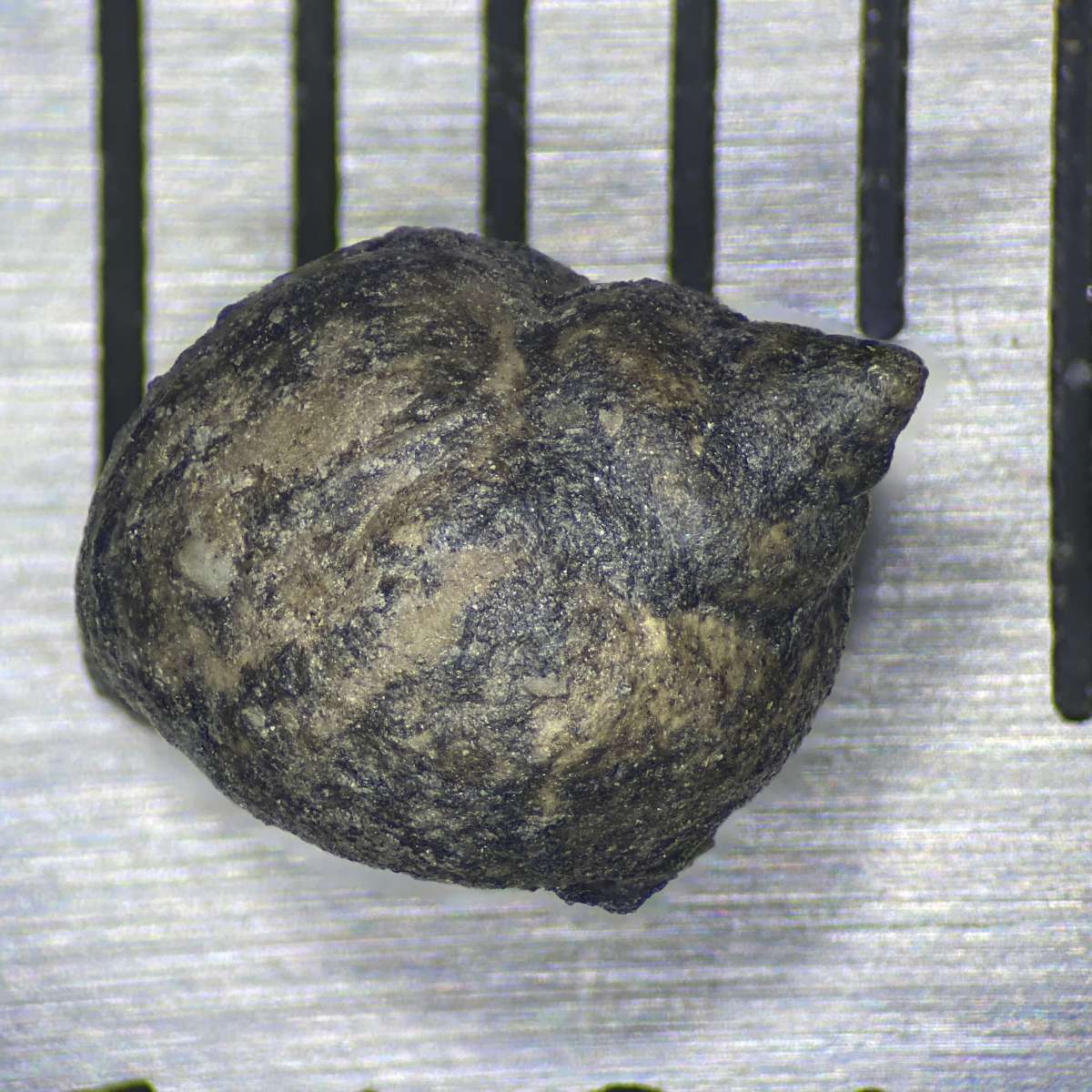 Strobeus brevis, specimen CG-0155