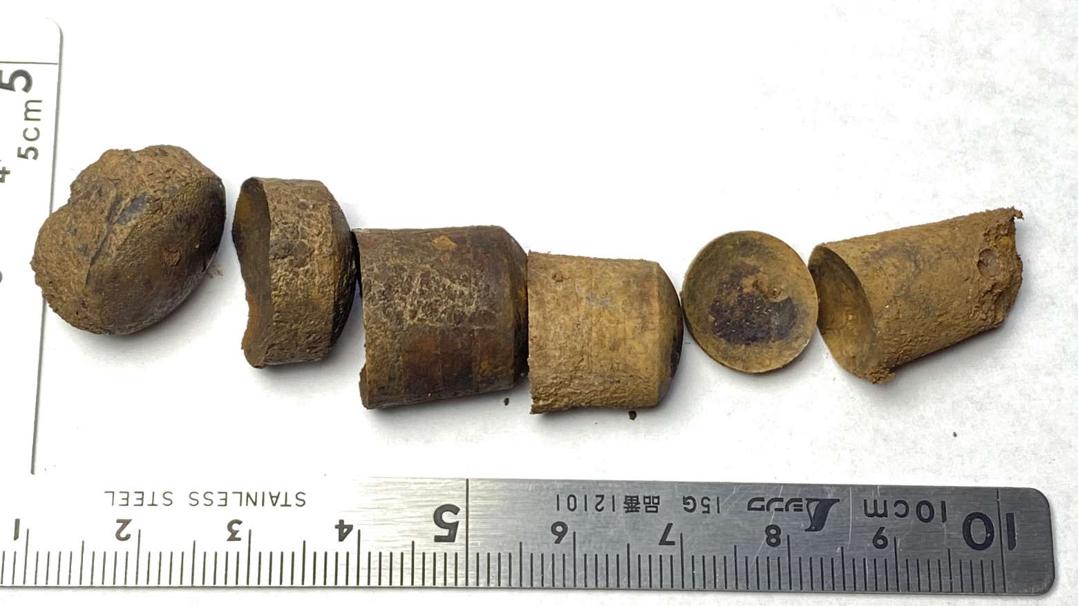 Pseudorthoceras knoxense, specimen CG-0160