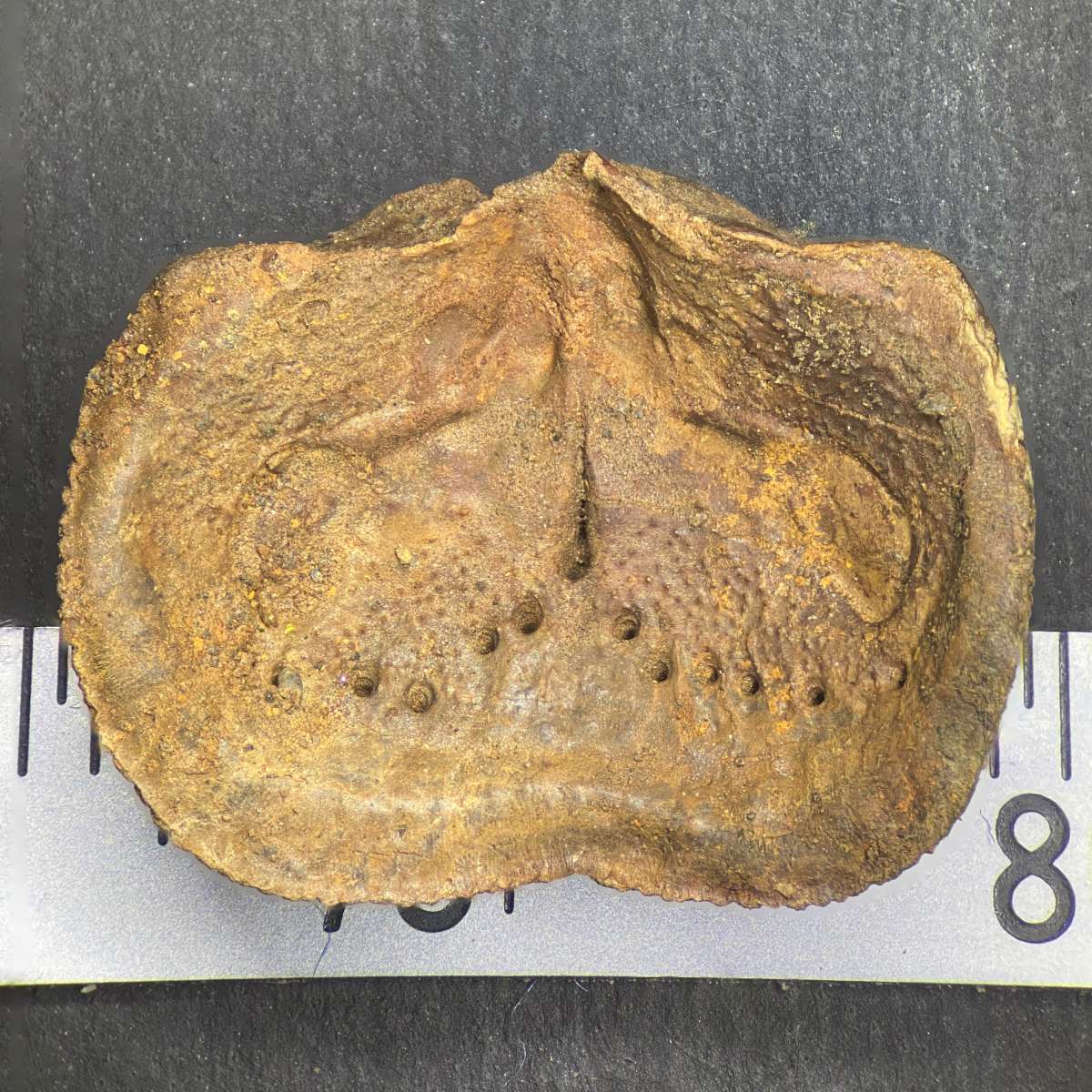 Kozlowskia splendens, specimen CG-0162