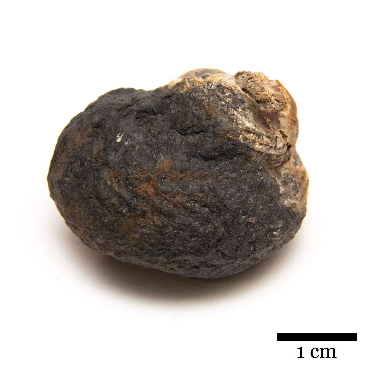 Shansiella carbonaria, specimen CG-0185