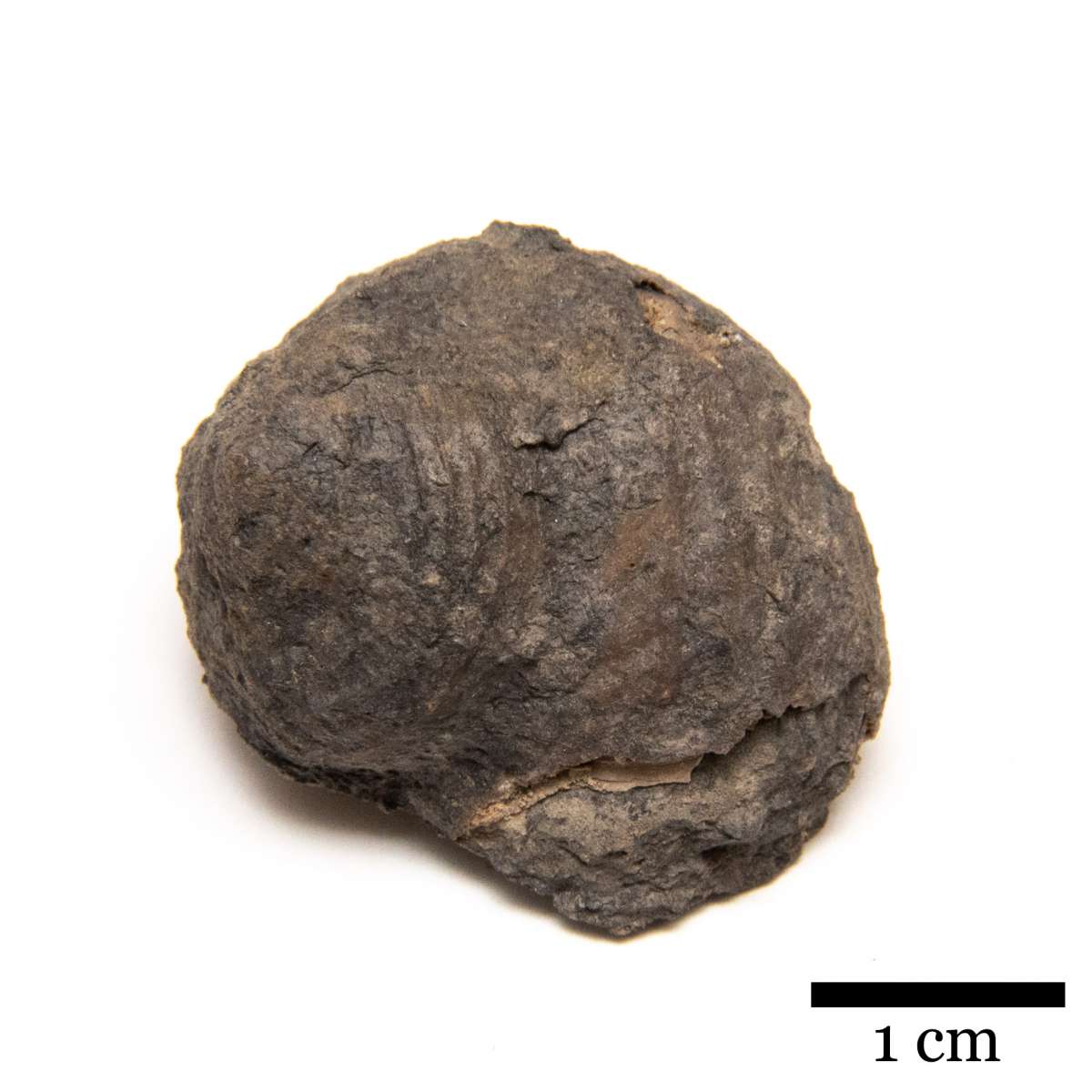 Shansiella carbonaria, specimen CG-0186