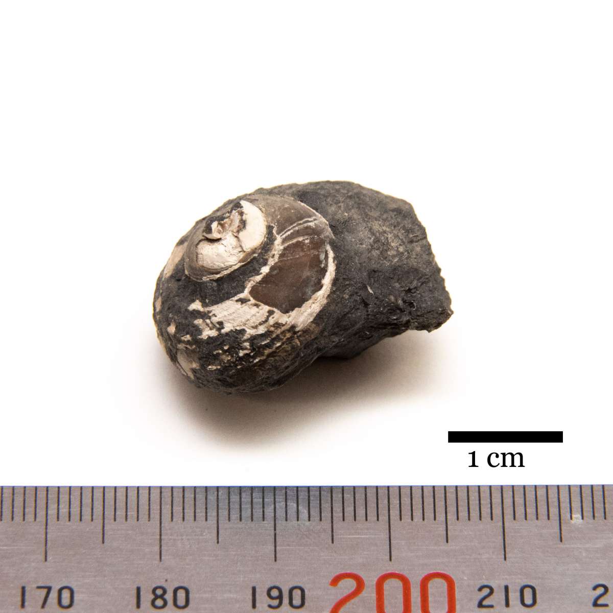 Shansiella carbonaria, specimen CG-0187