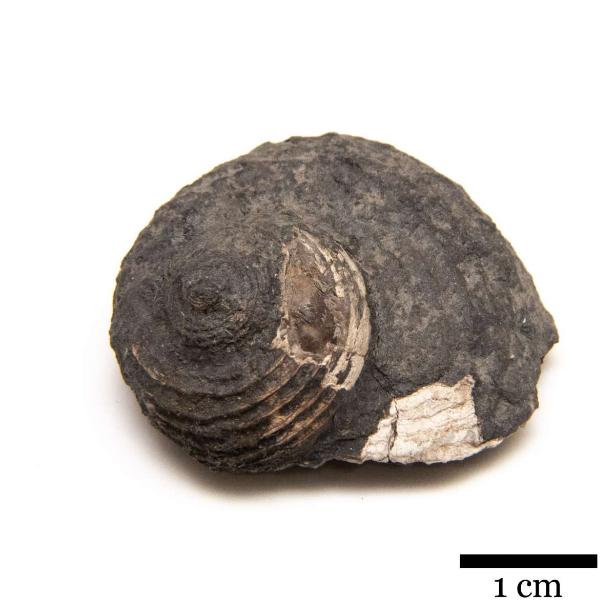 Shansiella carbonaria, specimen CG-0188