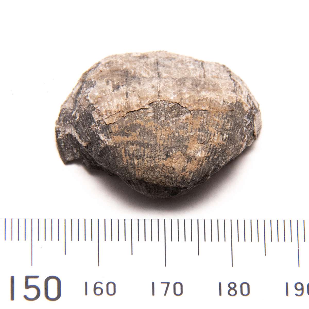 Linoproductus sp., specimen CG-0020