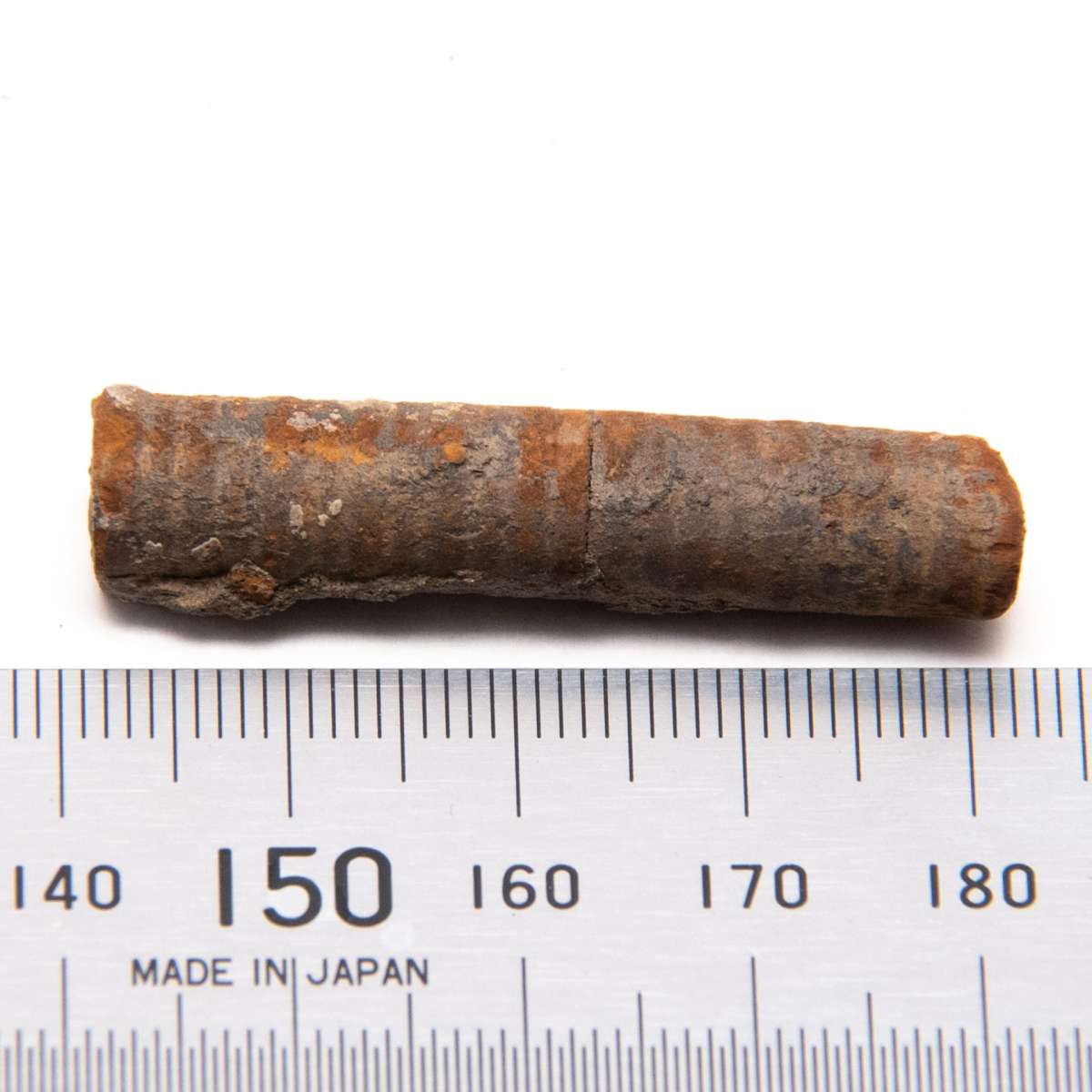 Crinoidea (class), specimen CG-0022