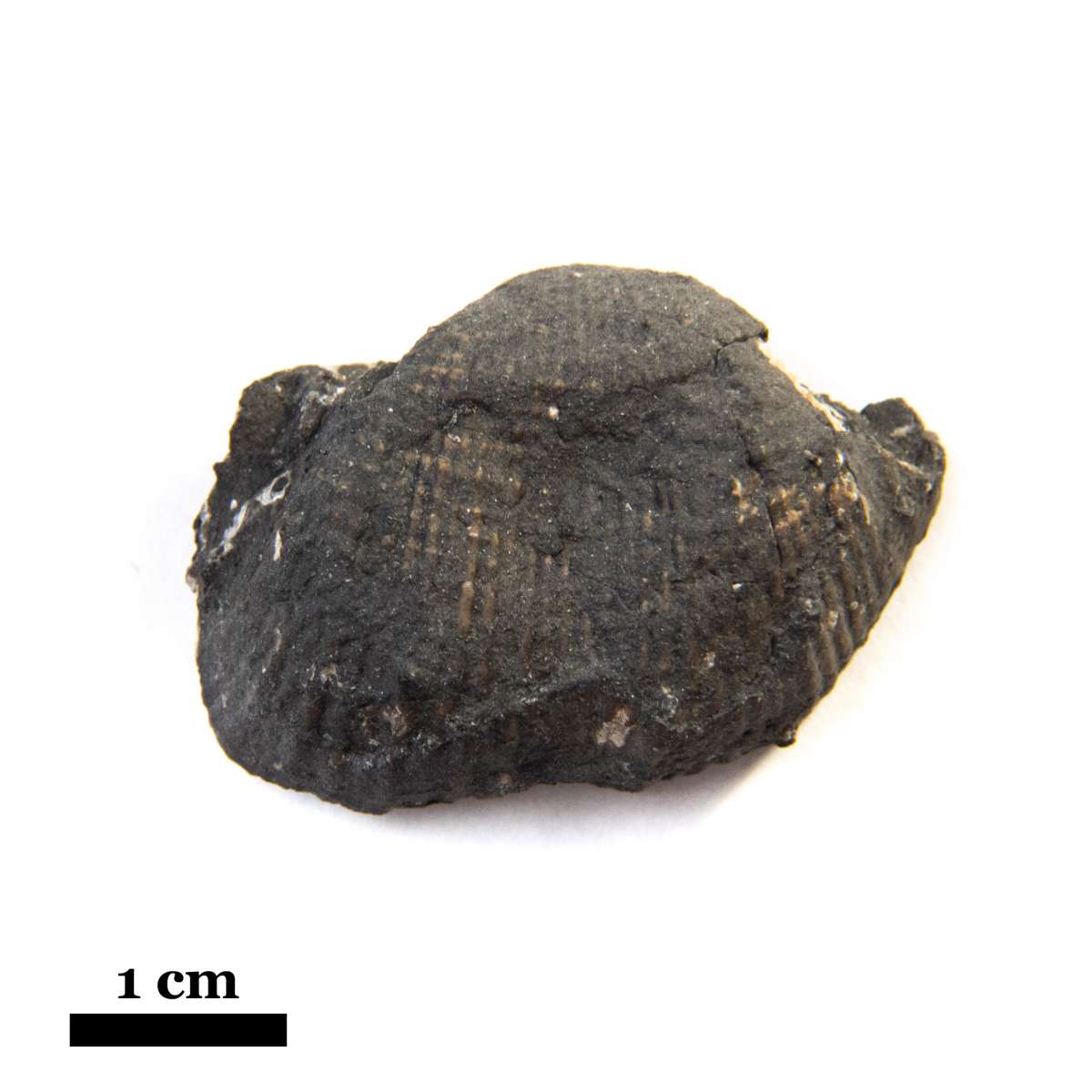 Antiquatonia portlockiana, specimen CG-0223