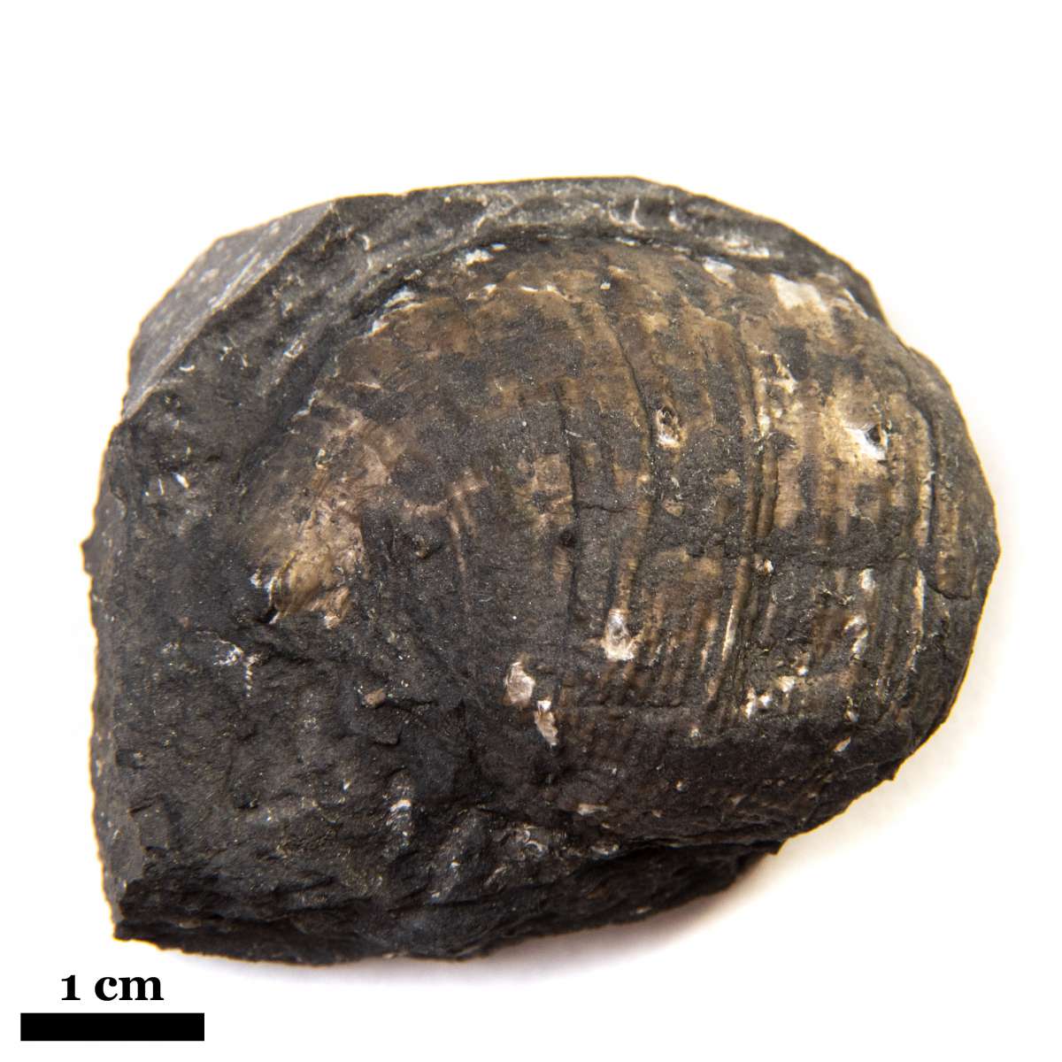 Antiquatonia portlockiana, specimen CG-0224