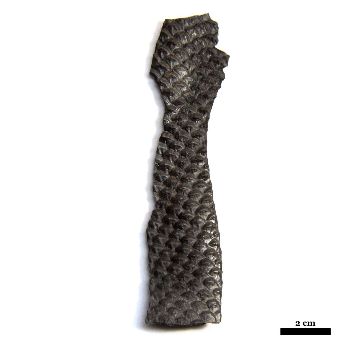 Lepidodendron obavatum, specimen CG-0227