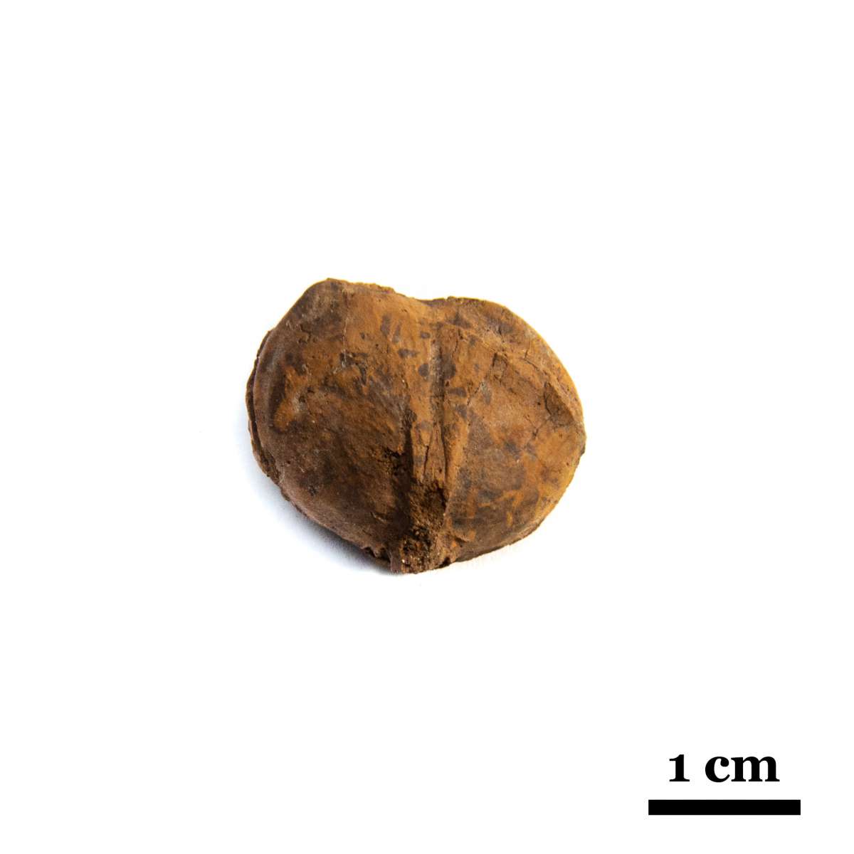 Composita sp., specimen CG-0258