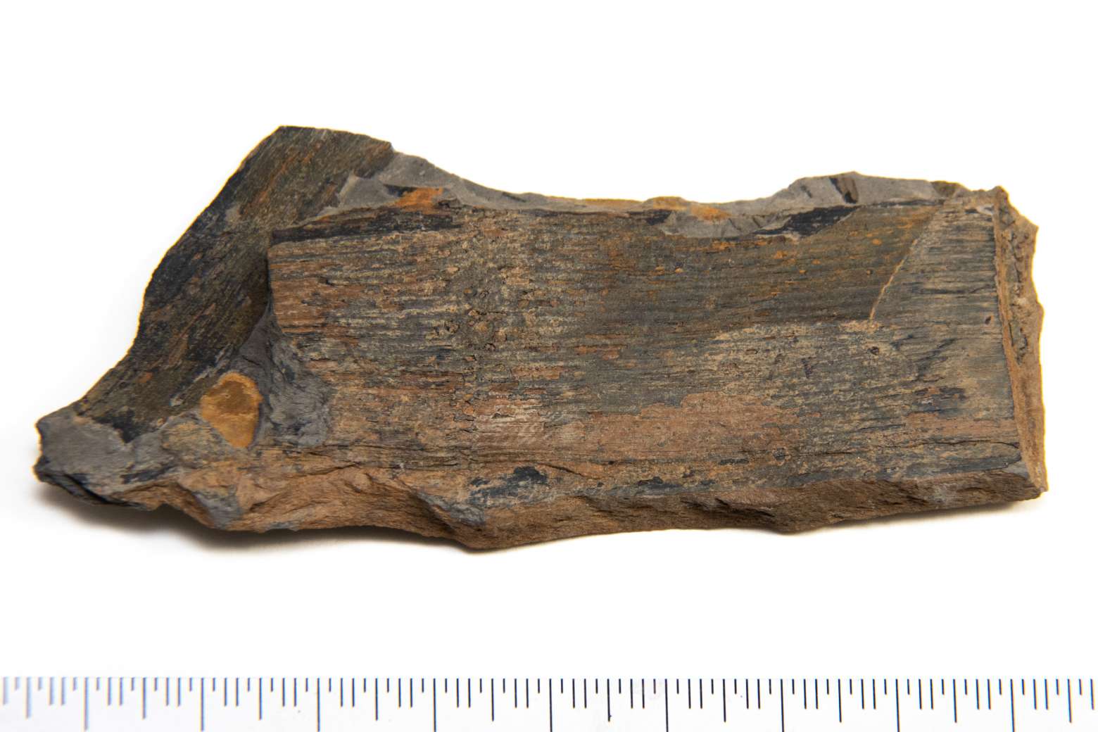 Calamites sp., specimen CG-0261
