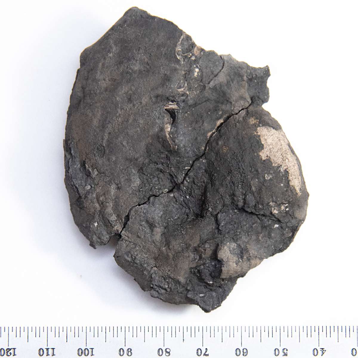 Schistoceras sp., specimen CG-0283