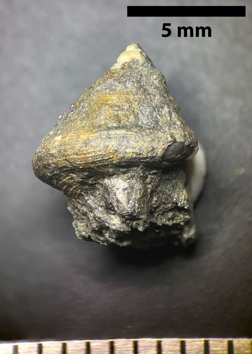 Phymatopleura brazoensi, specimen CG-0288