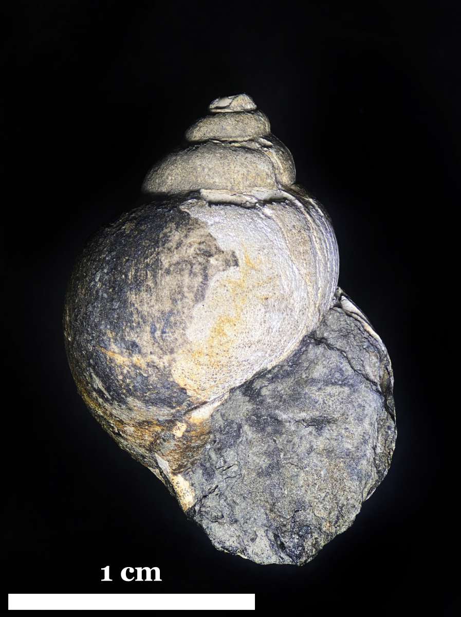 Leptoptygma simplex, specimen CG-0291