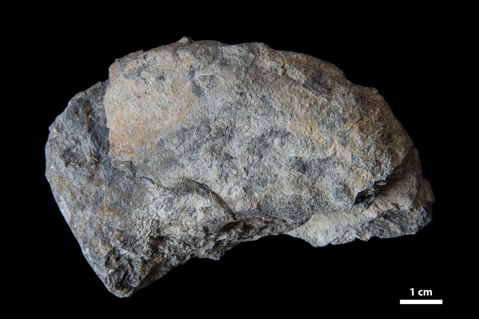 Goniatitida? (order), specimen CG-0317