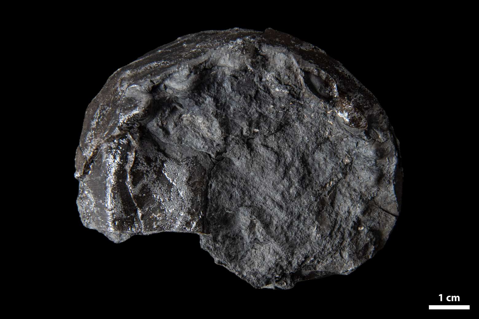 Metacoceras sp., specimen CG-0318