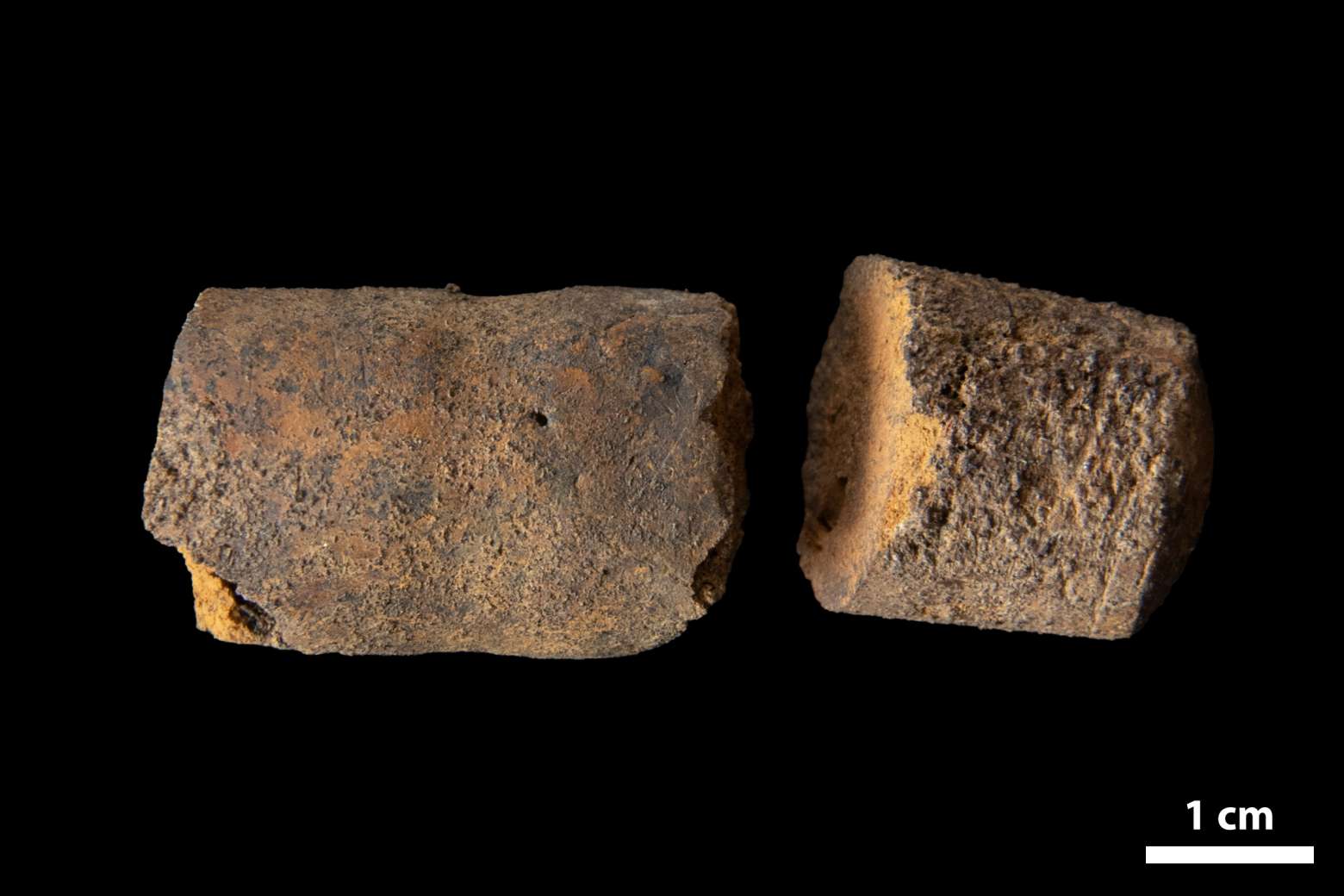 Pseudorthoceras knoxense, specimen CG-0319