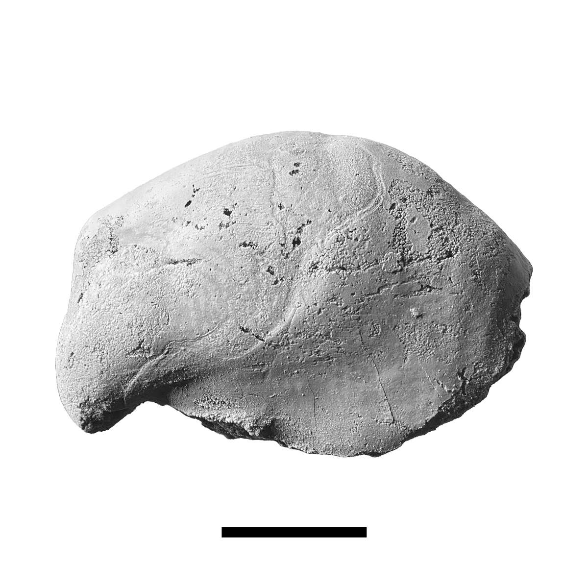 Orthonychia sp., specimen CG-0336