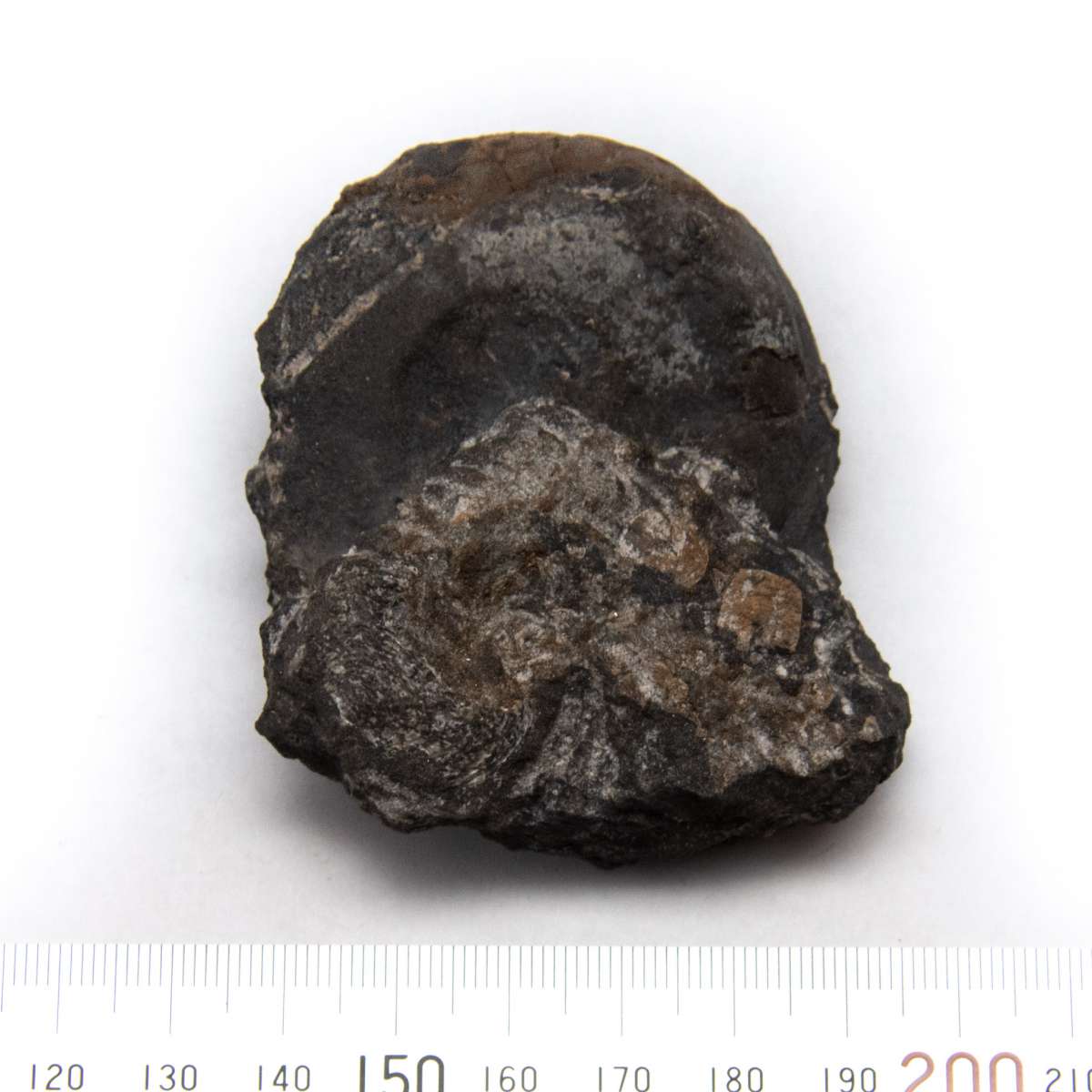 Metacoceras sp., specimen CG-0004