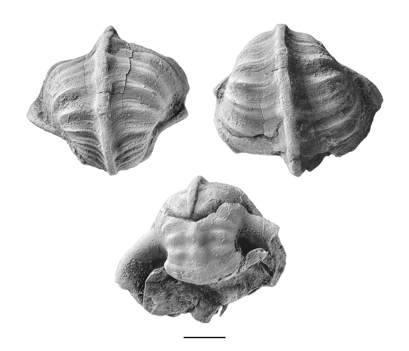Pharkidonotus percarinatus, specimen CG-0503