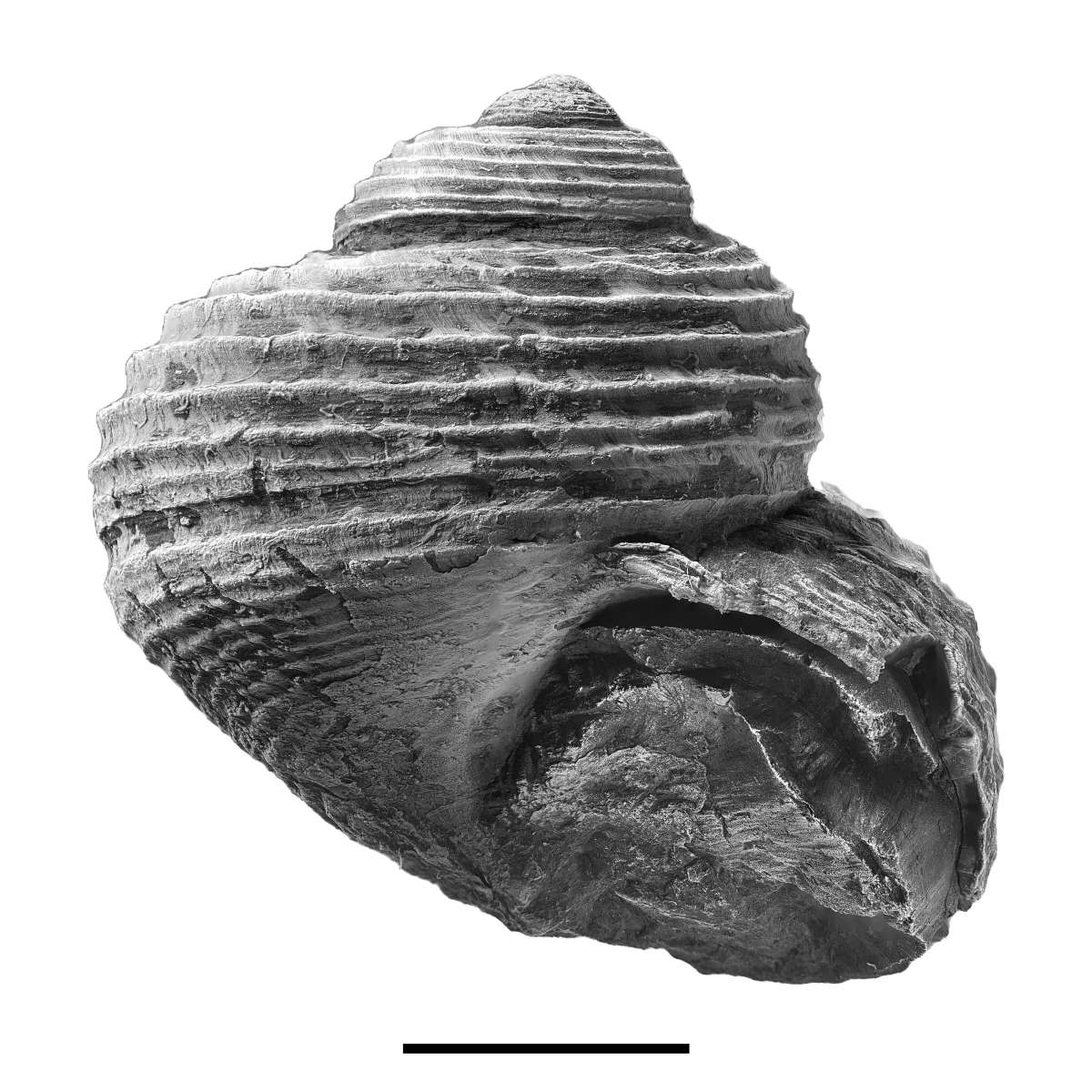 Shansiella carbonaria, specimen CG-0527
