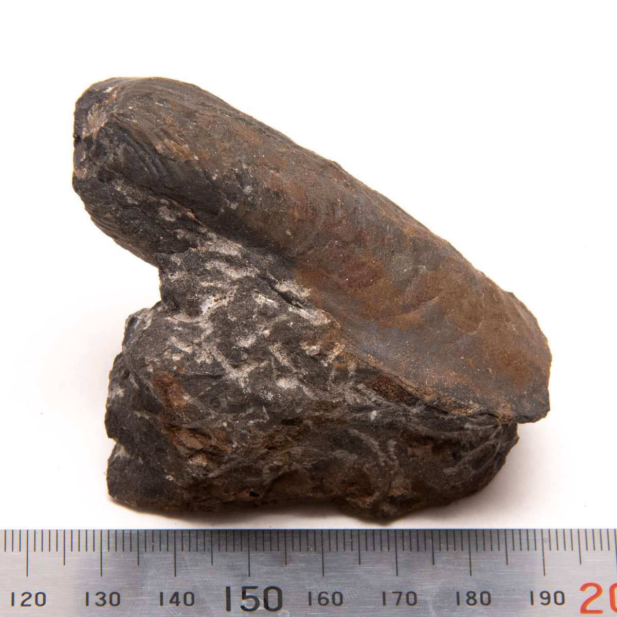 Wilkingia sp., specimen CG-0054