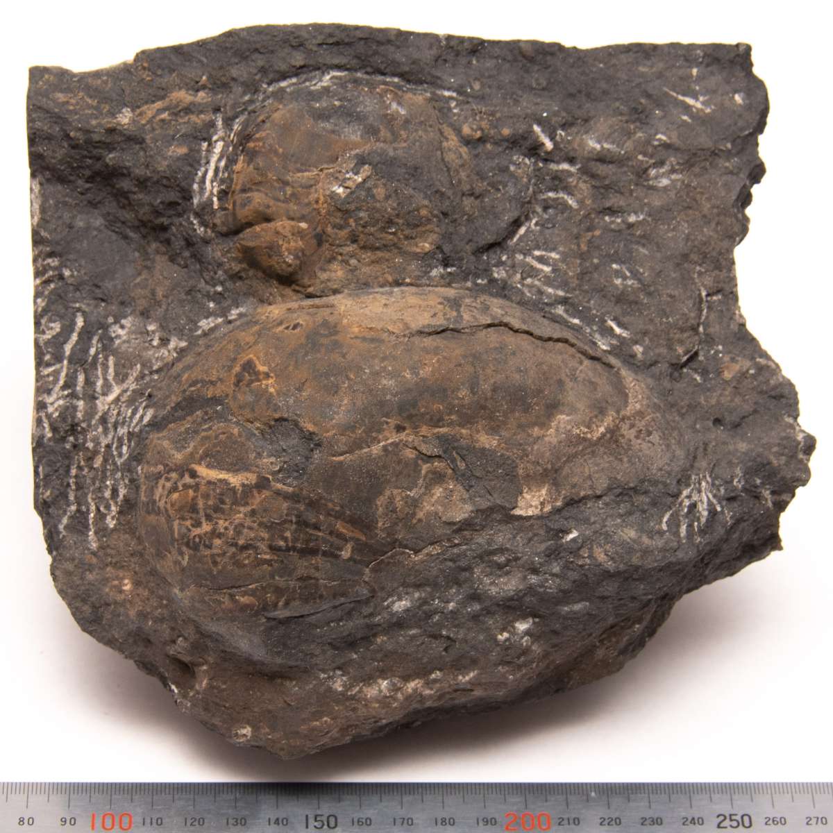 Solenochilus sp., specimen CG-0056