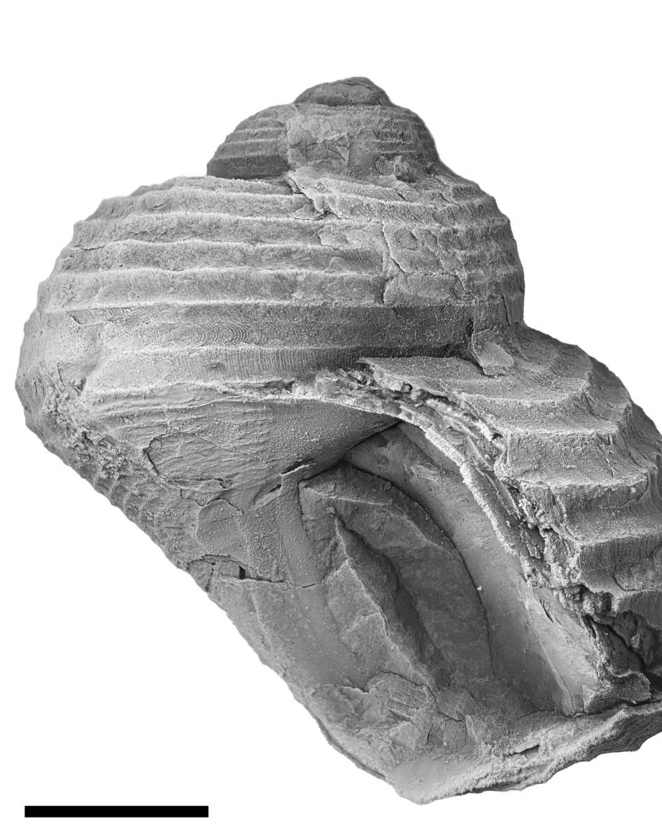 Shansiella carbonaria, specimen CG-0060