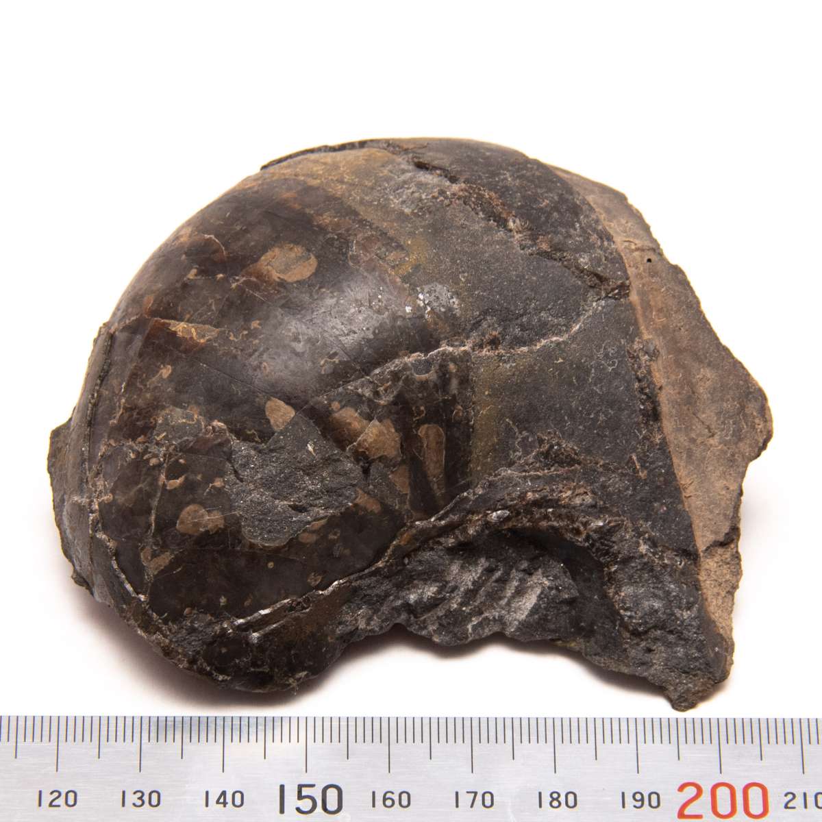 Solenochilus sp., specimen CG-0066