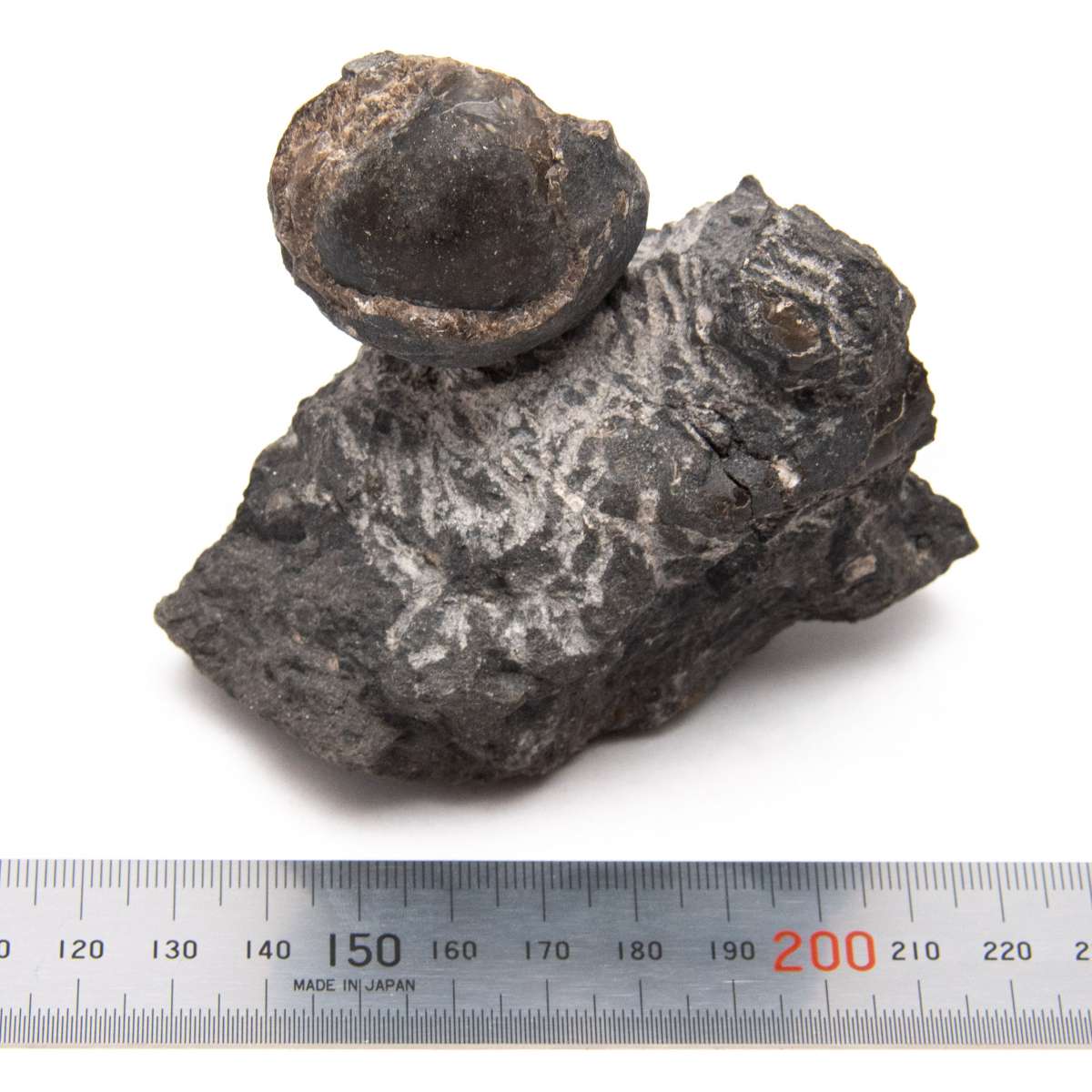 Euphemites sp., specimen CG-0007