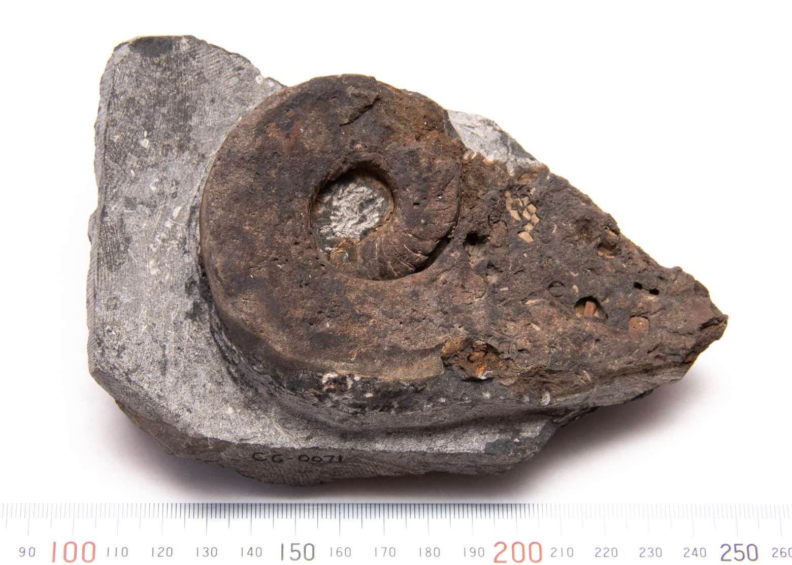 Metacoceras sp., specimen CG-0071