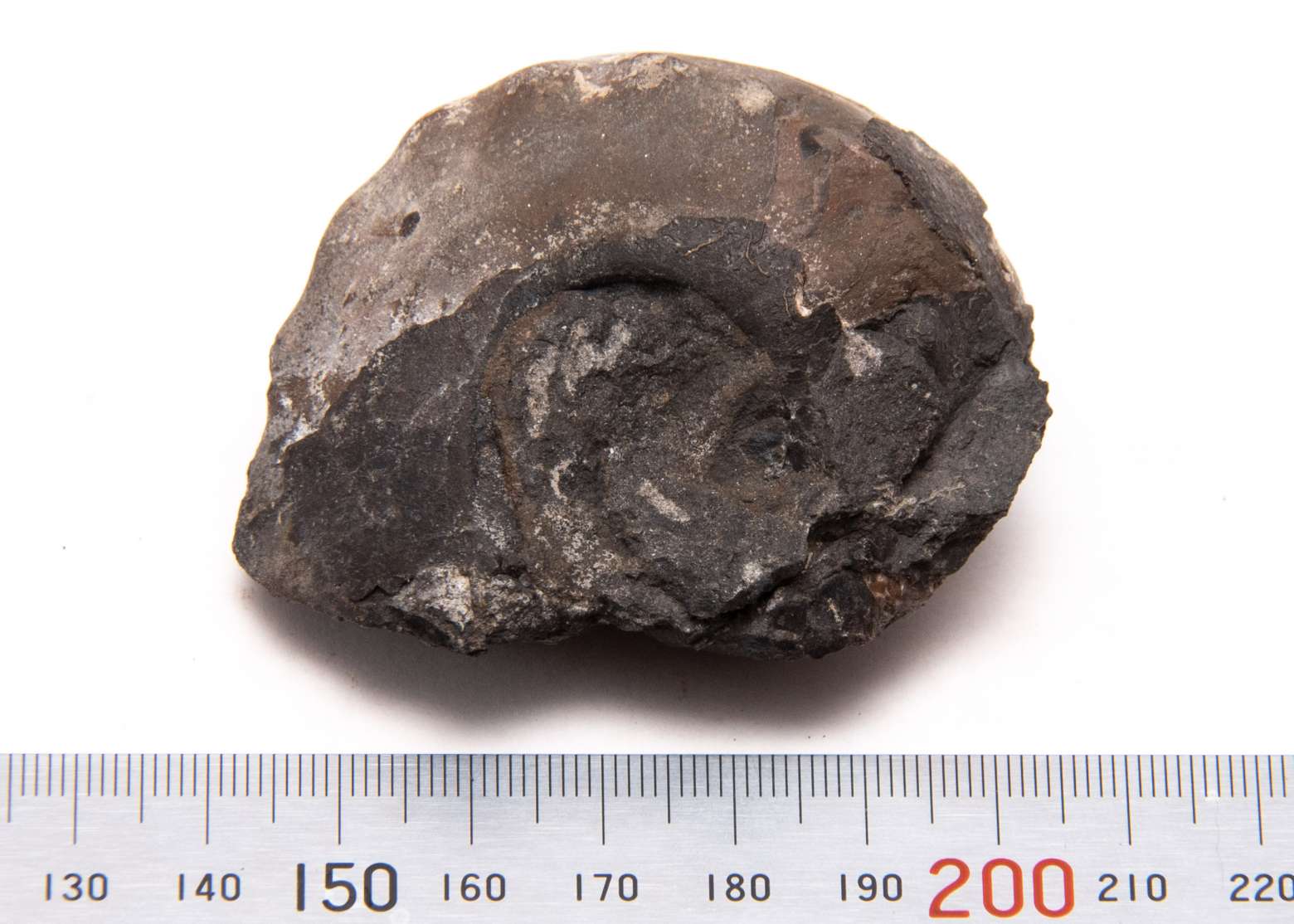 Metacoceras sp., specimen CG-0077