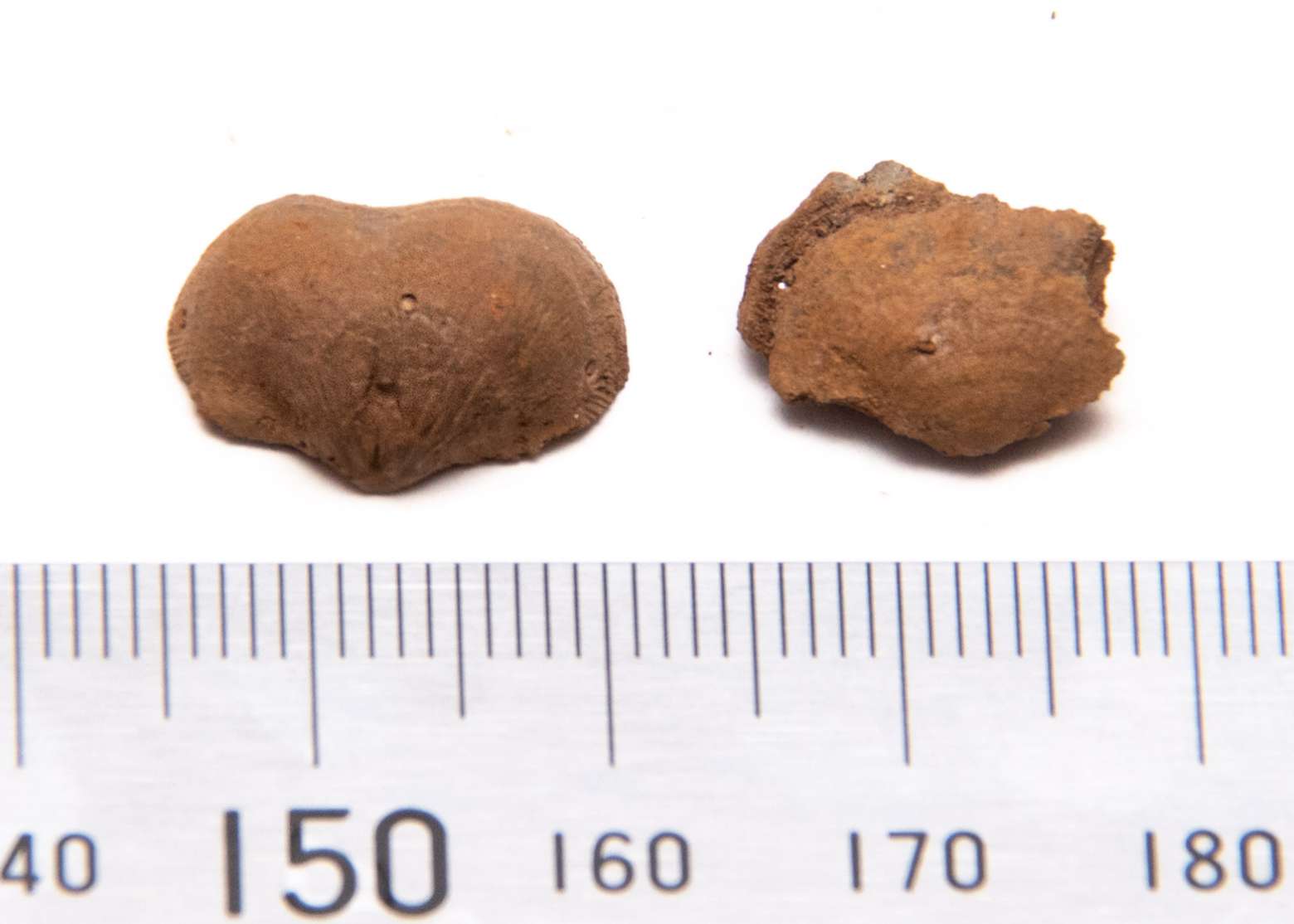 Kozlowskia splendens, specimen CG-0008