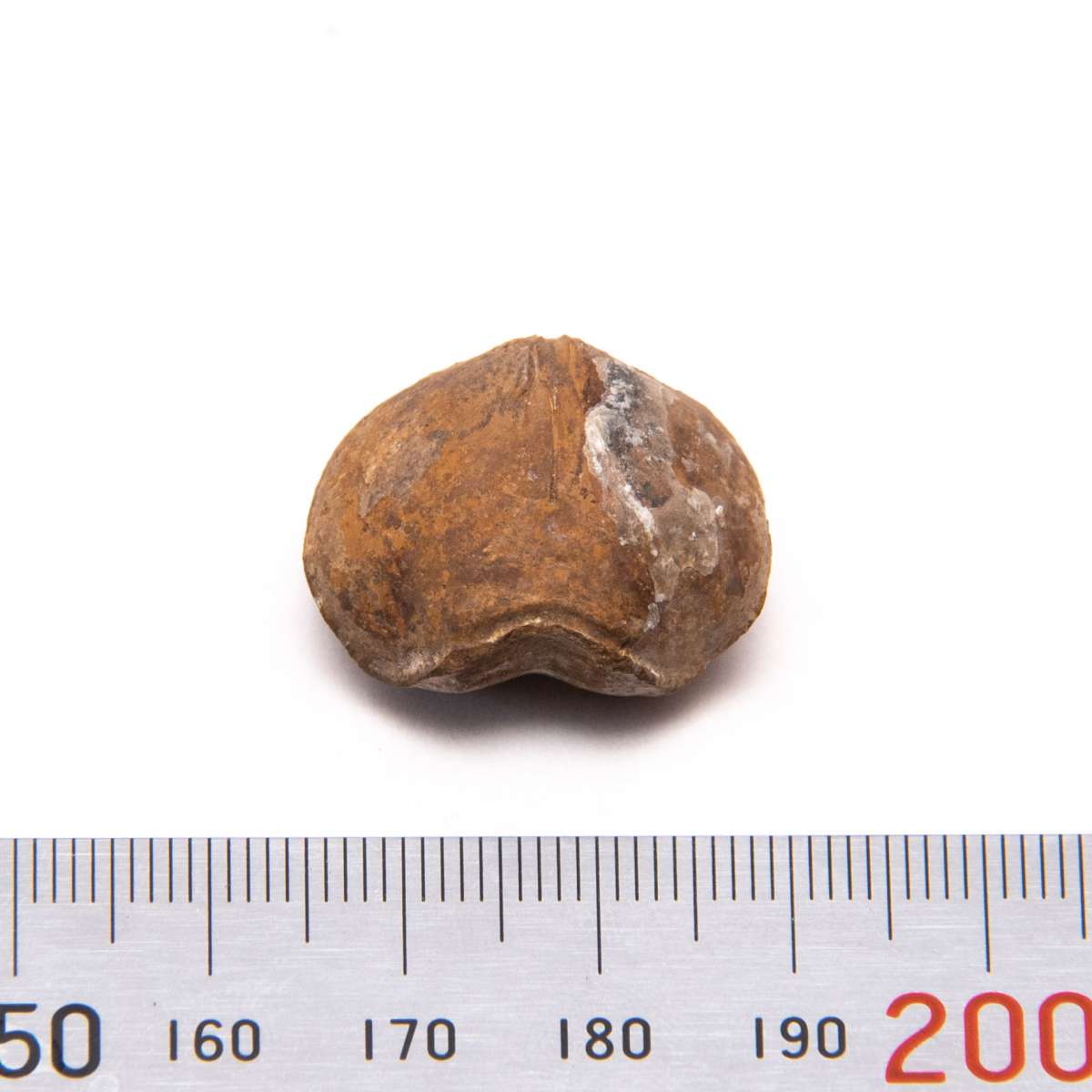 Composita magna, specimen CG-0086