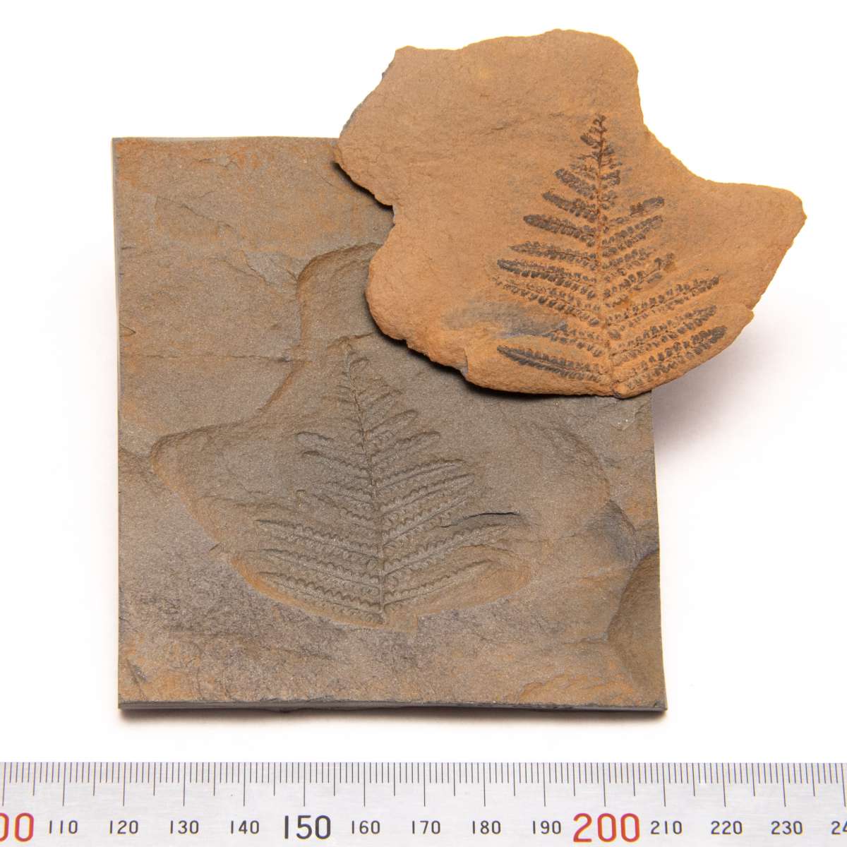 Pecopteris sp., specimen CG-0093