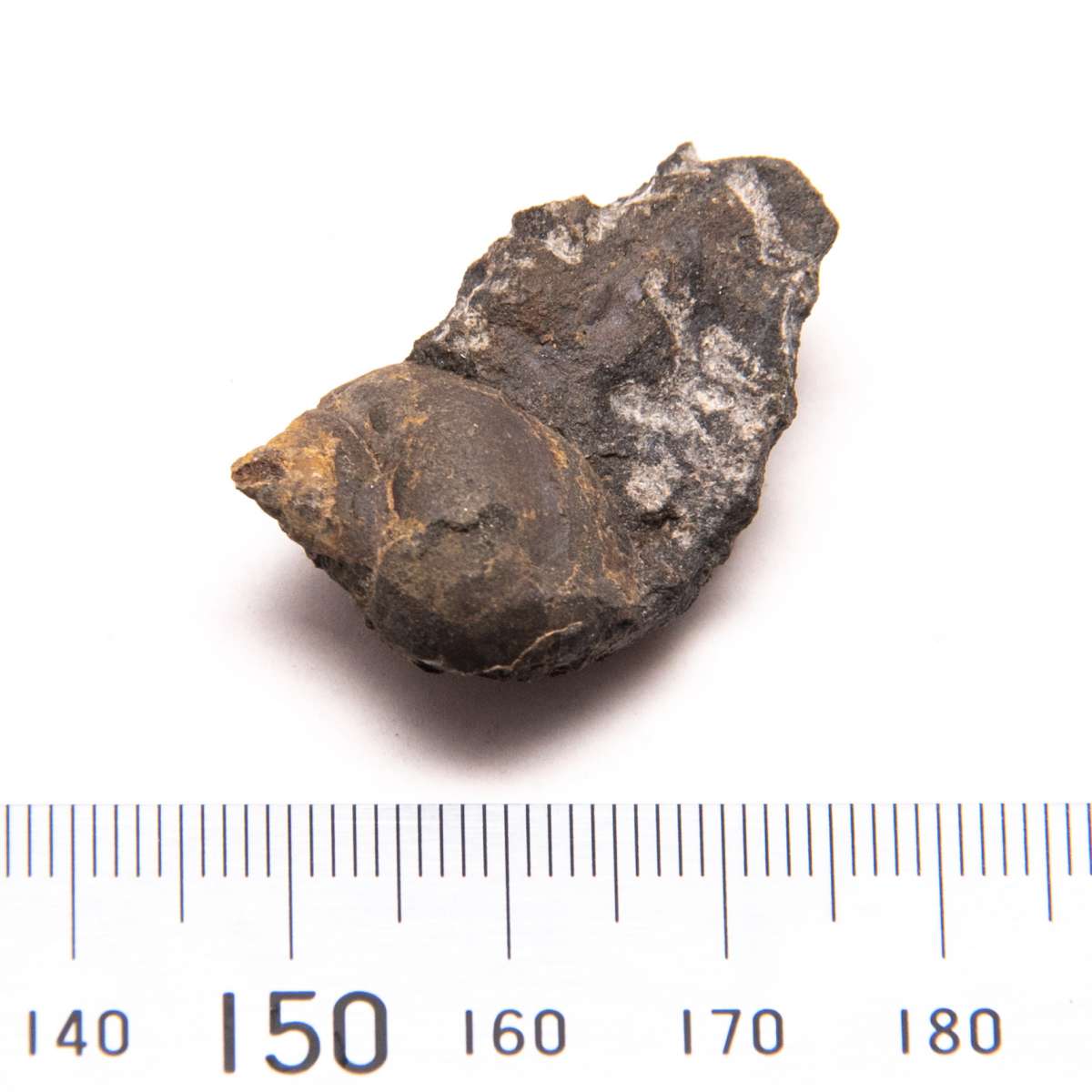 Strobeus paludinaeformis, specimen CG-0097