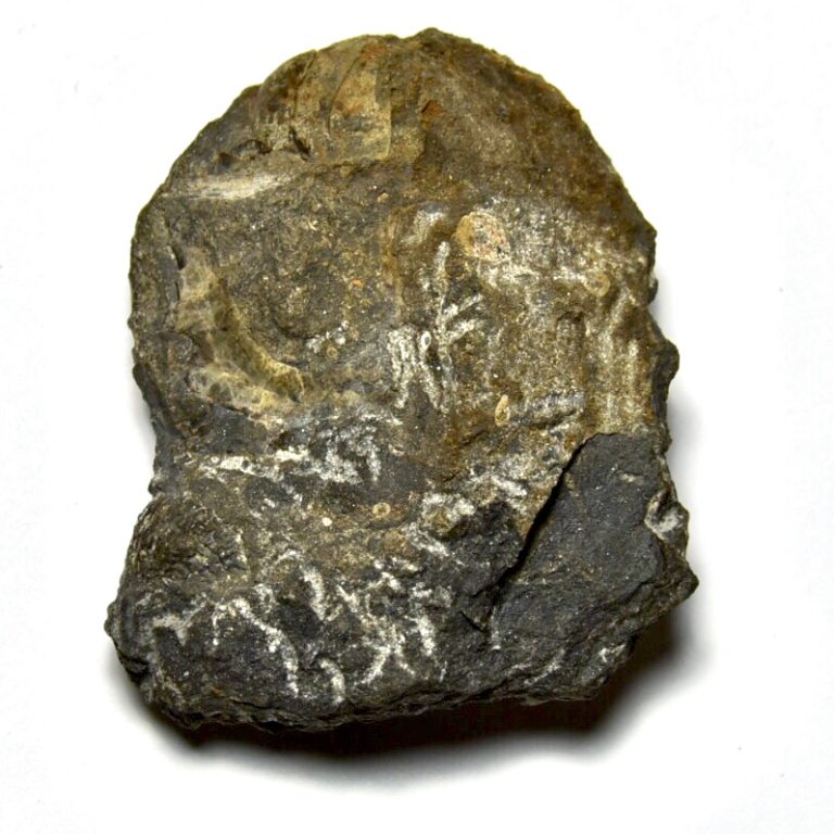 Metacoceras I - Fossils of Parks Township