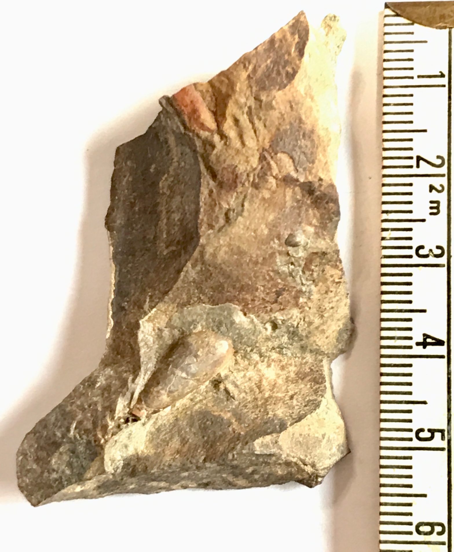Collections 2019 Fossils of Parks Township