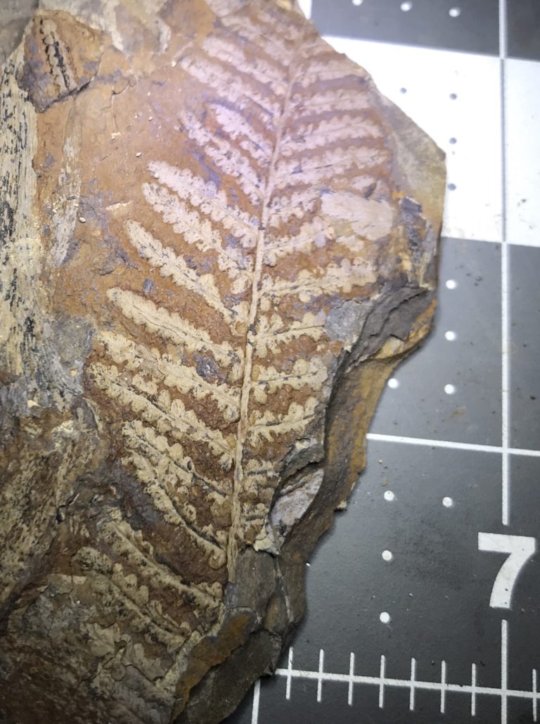 Pecopteris - Fossils Of Parks Township