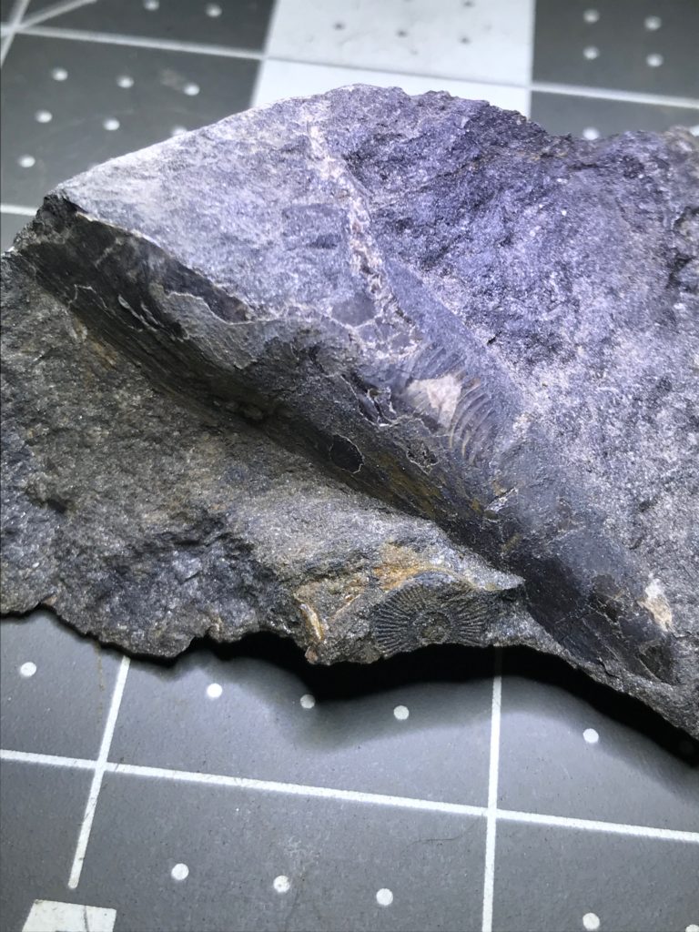 A pinnid fossil, perhaps Aviculopinna?