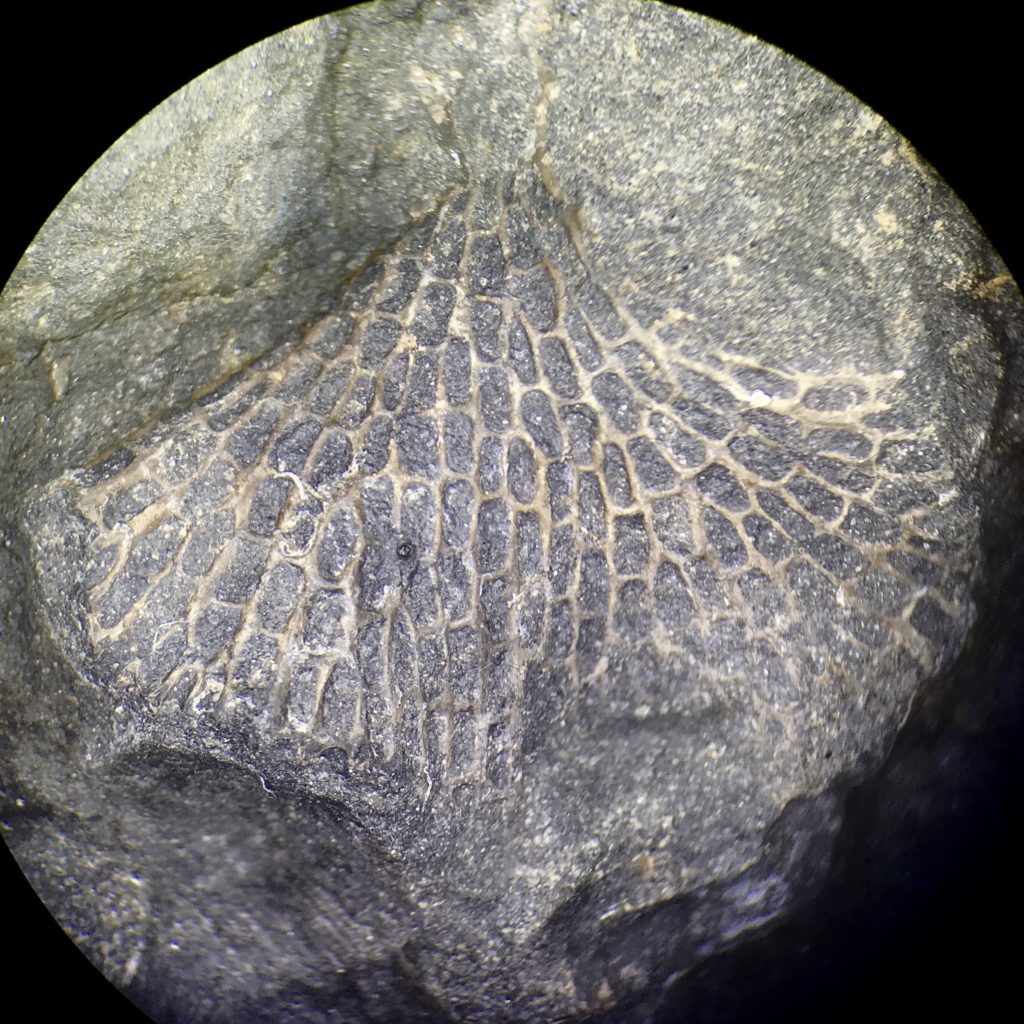 Fenestella Under Microscope