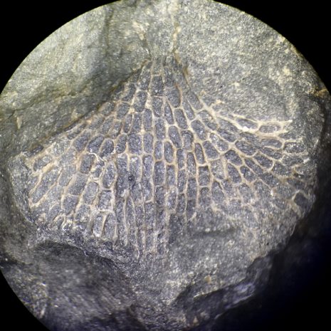 Fenestella, a Bryozoan - Fossils of Parks Township