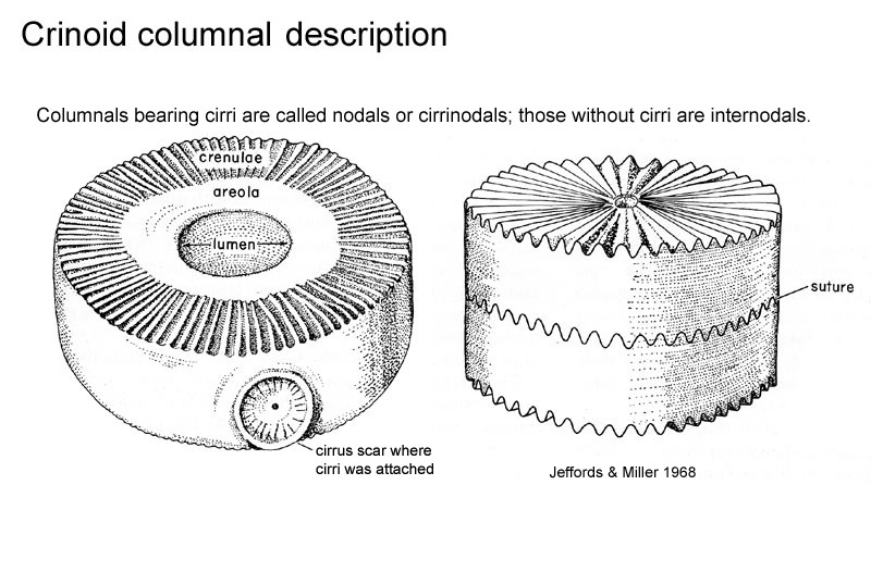 Crinoid columnal description