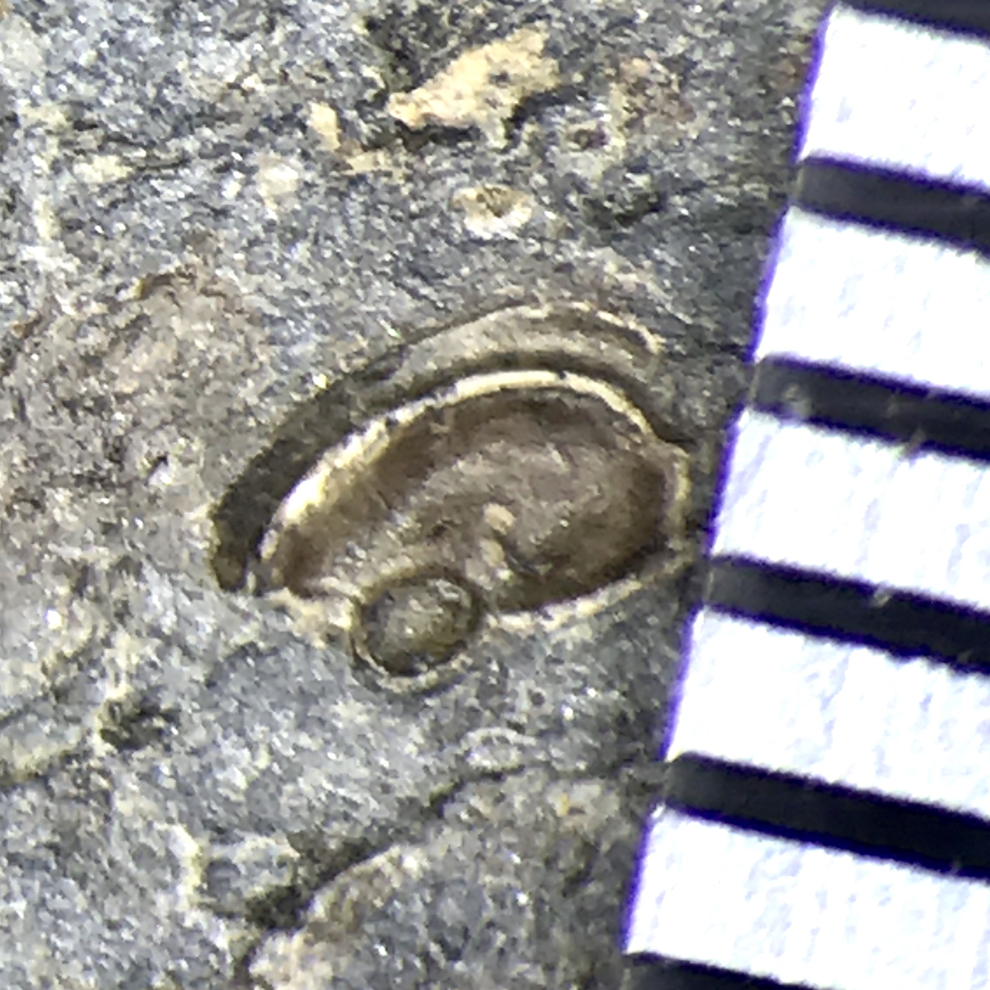 Ostracod Fossil From The Late Carboniferous - Fossils Of Parks Township