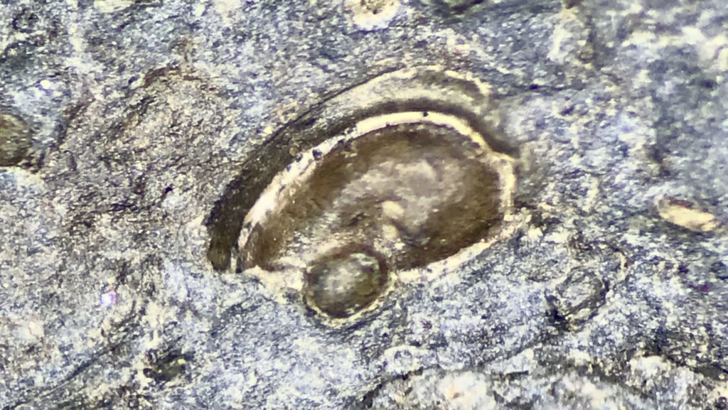 Ostracod Fossil From The Late Carboniferous - Fossils Of Parks Township